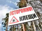 Число укушенных клещами увеличивается